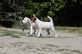 PARSON RUSSEL TERRIER 115